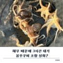 한치대첩 | 당암포구 봄쭈꾸미 낚시 후기｜해무 때문에 지연 출항… 조황은?