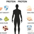 단백질 섭취가 부족할 때 나타나는 신체 변화 이미지