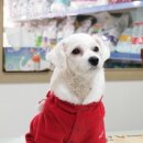 벨라동물병원 | 구로5동 동물병원 벨라동물병원 진료시간 접근성 이용후기