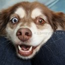 댕댕댕 애견유치원 네이버블로그