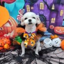 광명8차아파트 이미지