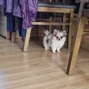 ch po love 이미지