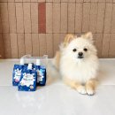 도그앤 제이 | 강아지 우유 먹어도 될까? 닥터맘마 락토프리 펫밀크 급여