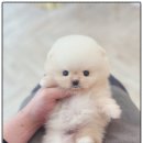 마마스미독 강아지 분양 김해점 이미지