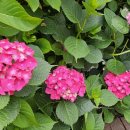 송림공원 내 이미지