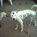 하품민박 이미지