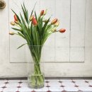 튜울립치과의원 이미지