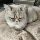 호호냥(Hohonyang) 이미지