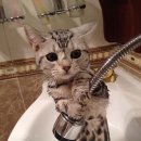 목욕하는고양이 이미지