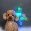 어쩔댕댕 이미지