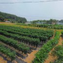 우정읍사무소 2 이미지