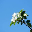 사과약국 이미지