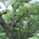 왕순례묘 이미지