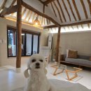 태평한 대평 이미지