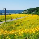 황금물결 이미지