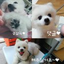 GS25 신가중흥점 | 초코파이에도 봄이~ 오리온 초코파이 딸기&amp;요거트 맛 구매 후기