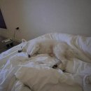 DOG채 애견스테이 네이버블로그
