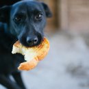 빵먹는 강아지 이미지