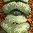 원경농장 이미지