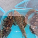 168 | 바다루어낚시대 스피닝 베이트 로드 168 사용 후기