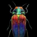 곤충 사진 전시회(Insects : Microsculptures Magnified) 이미지