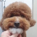 부티크멍 애견미용실 이미지