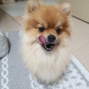 나니스펫푸드 | 나니스펫푸드 강아지 수제간식 추천 닭 안심 테린