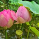 아침이슬 이미지