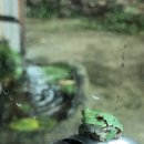 청개구리펜션민박 이미지