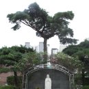 주영일 Daum카페