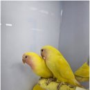 펫엔글라이더 천안점 이미지