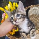 동행 애견 돌봄센터 하남점 | 동행 애견돌봄센터, 반려동물과 함께하는 행복