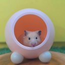 털뭉치즈 이미지