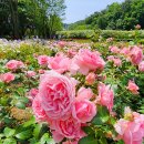 ♡울산대공원 장미축제 및 태화강 국가정원(-2차) 이미지