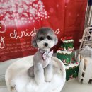 더 펫 애견샵 이미지