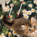 놀면묘하냥 고양이카페 이미지