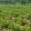 민영농장 이미지