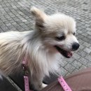 취한보리