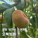 대명농장 | [당진 오복농원] 여름에는 복숭아, 가을에는 사과, 귀한 납작복숭아도 있는 직거래 농원