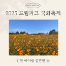 핑크드림작은도서관 | 드림파크 국화축제 아이랑 🌼 2025 인천 가을꽃 나들이 후기