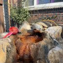 청송식당 | 청송 팔팔식당 닭백숙 후기 :: 솔샘온천 후 몸보신 코스 추천