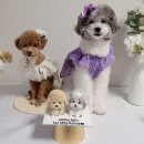 올바르개 이미지