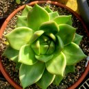 엘도라도 이미지