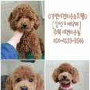 강변애견미용호텔 이미지