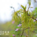 들꽃나들이
