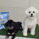 이지덴탈 | 신선한 A2 원유로 만든 이지츄 강아지우유껌 강아지양치껌 덴탈껌 급여 후기