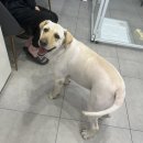 멍멍하개 이미지