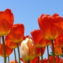 튜울립 이미지