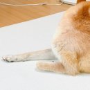 펫 노리터 이미지