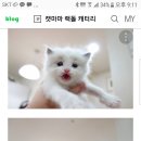 마마캐터리 이미지